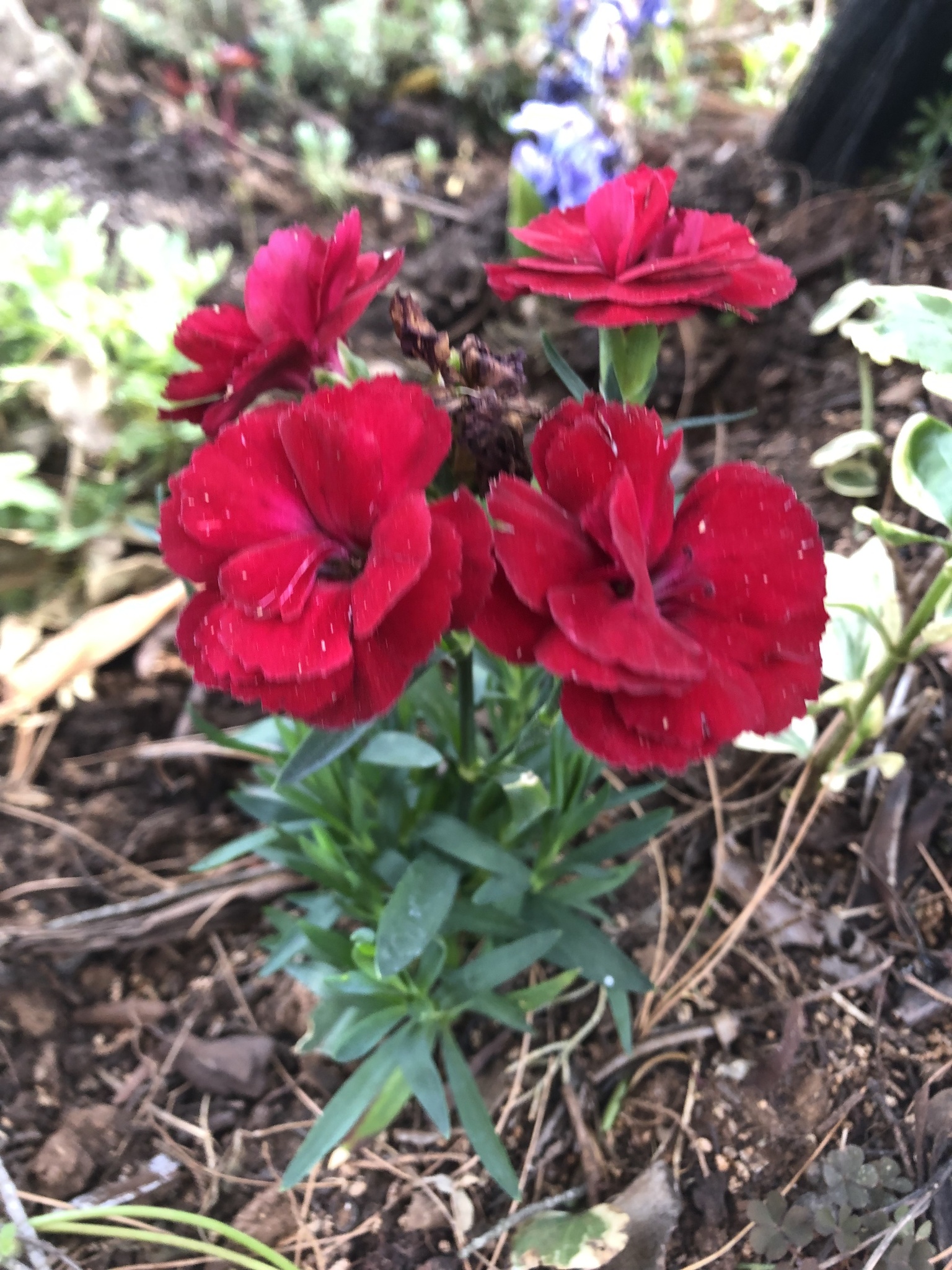 Dianthus caryophyllus L.