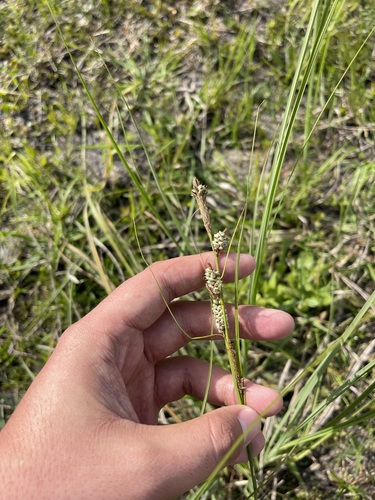 Image of Carex verrucosa by (c) Brandon Corder, some rights reserved (CC BY)