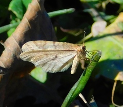 Erannis tiliaria