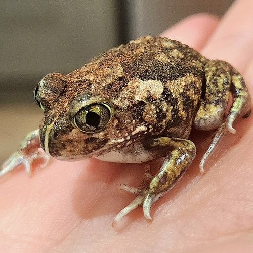 Common Spadefoot Toad, Neobatrachus sudelli