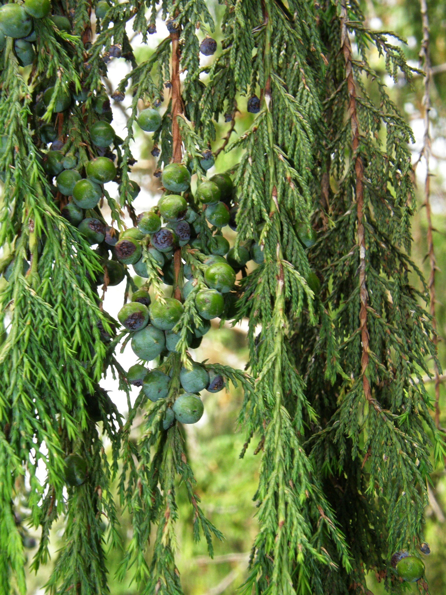 African juniper or african pencil cedar (Juniperus procera) in