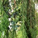 Juniperus procera - Photo (c) Rafael Medina, algunos derechos reservados (CC BY-NC-ND)