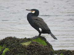 Phalacrocorax carbo