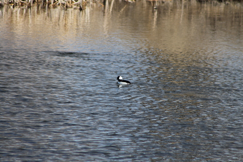 Bufflehead photographed in Nebraska