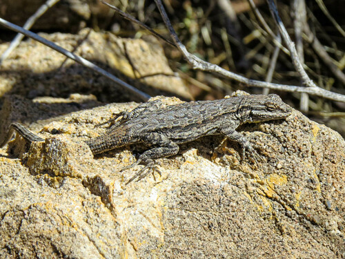 Ornate Tree Lizard