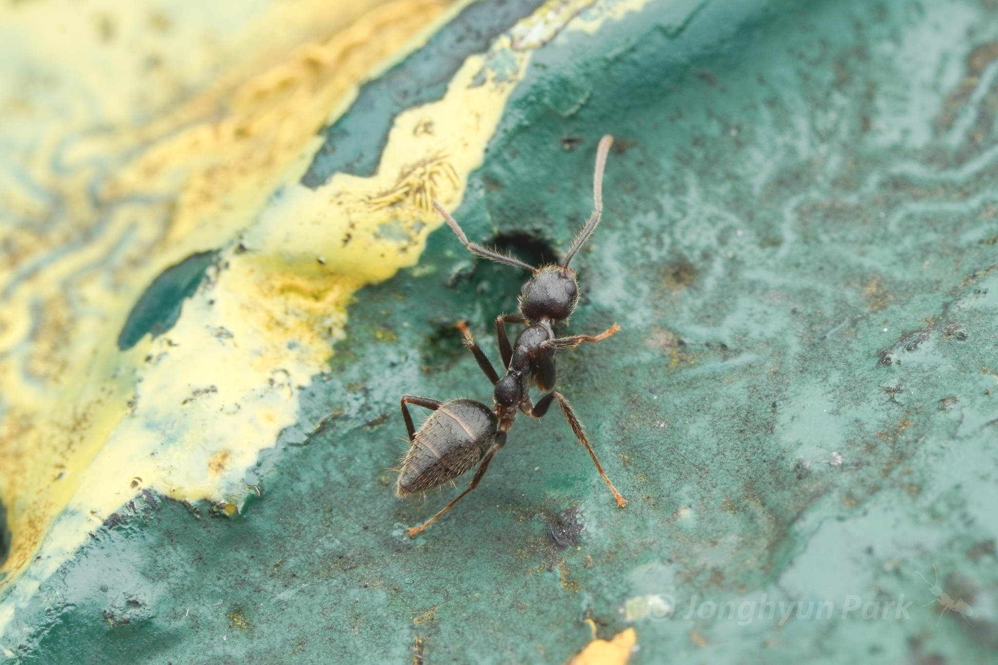 Technomyrmex grandis