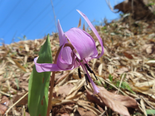 Image of Erythronium Japonicum (Erythronium japonicum) by (c) Timur Kalininsky, some rights reserved (CC BY)