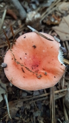 Russula silvicola
