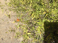 Anisacanthus thurberi