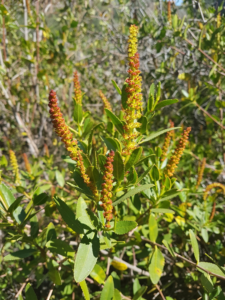 Colliguaja odorifera