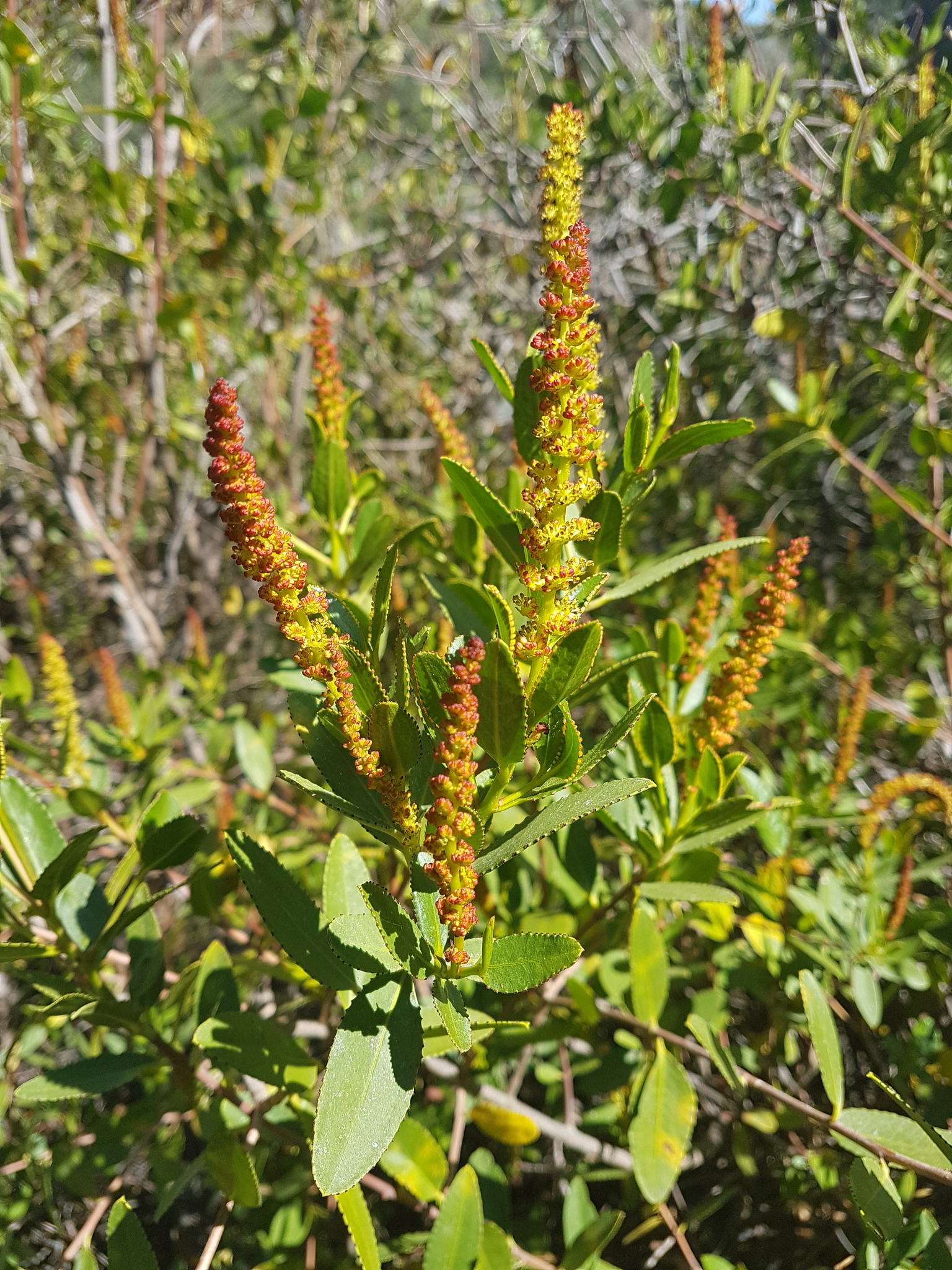 Colliguaja odorifera