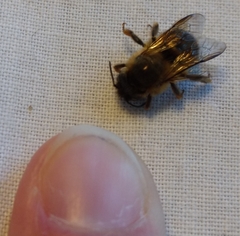 Osmia taurus