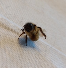 Osmia taurus