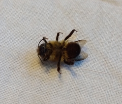 Osmia taurus