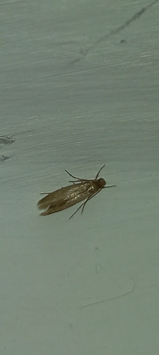 moľa šatová (Tineola bisselliella)