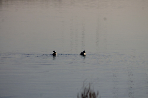 Bufflehead photographed in Nebraska