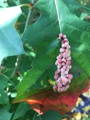 Callirhytis piperoides