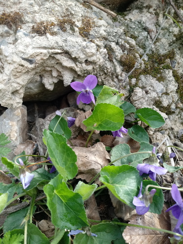 Viola odorata image