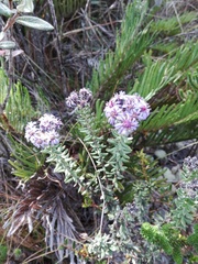 Linochilus phylicoides