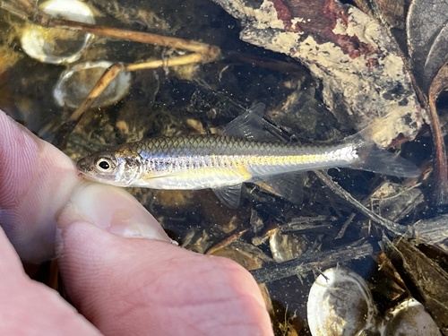 Mimic shiner (Notropis volucellus) — Cyprinidae — 2