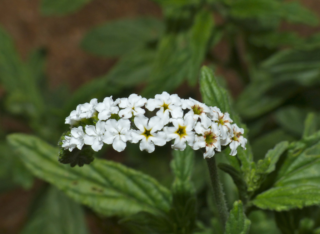 Common String-of-Stars