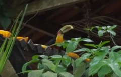 Ramphastos dicolorus