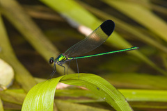 Calopteryx dimidiata