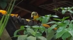 Ramphastos dicolorus