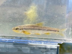 Guadalupe Roundnose Minnow photo 4