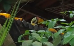 Ramphastos dicolorus