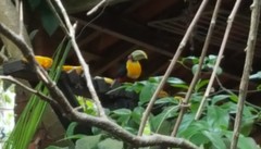 Ramphastos dicolorus