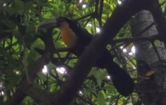 Ramphastos dicolorus