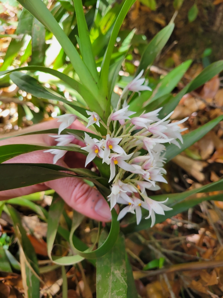 Maxillaria monteverdensis