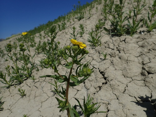 Image of Deinandra halliana by no rights reserved