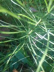 Equisetum arvense image
