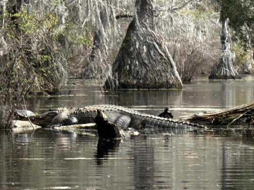 American Alligator photographed in North Carolina