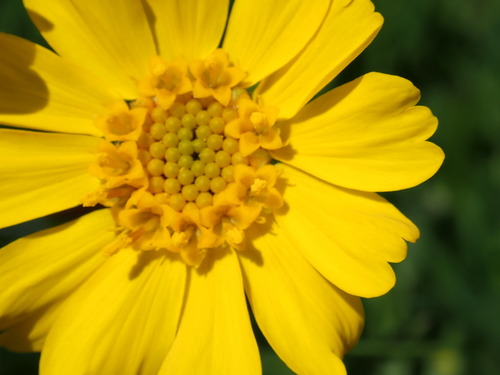 Image of Madia radiata by no rights reserved