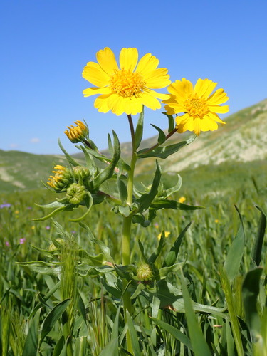 Image of Madia radiata by no rights reserved