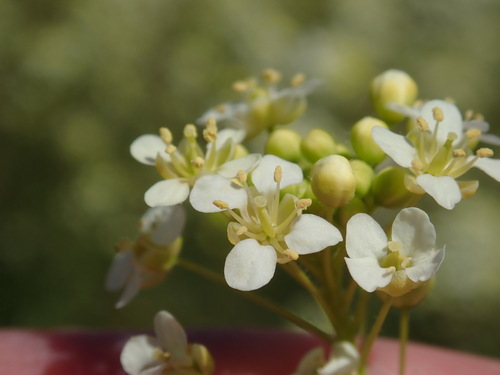 Image of Lepidium jaredii by no rights reserved