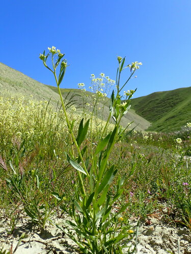 Image of Lepidium jaredii by no rights reserved