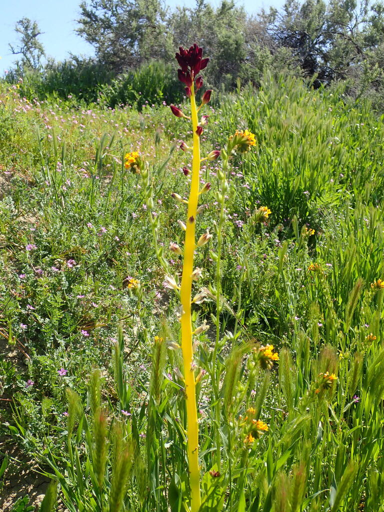 desert candle from tumey hills on March 26, 2023 at 1020 AM by Scott