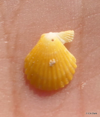 Laevichlamys cuneata