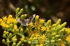Hesperopsis libya