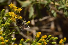 Hesperopsis libya