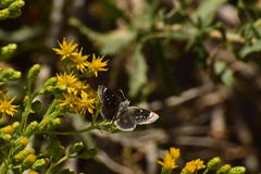 Hesperopsis libya