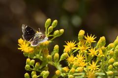 Hesperopsis libya