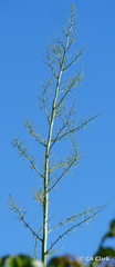 Furcraea foetida