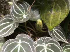 Peperomia clavigera