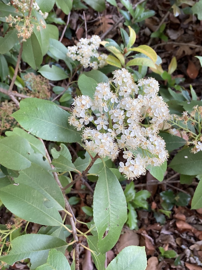 Photinia serratifolia — an easy houseplant, prefers full sun light