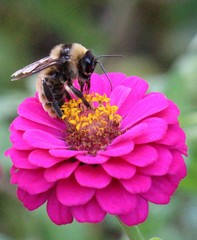 Bombus pensylvanicus